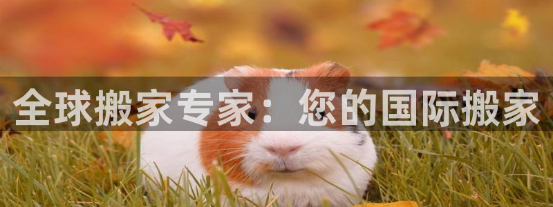 28圈人头费：全球搬家专家：您的国际