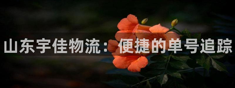 28圈预测网