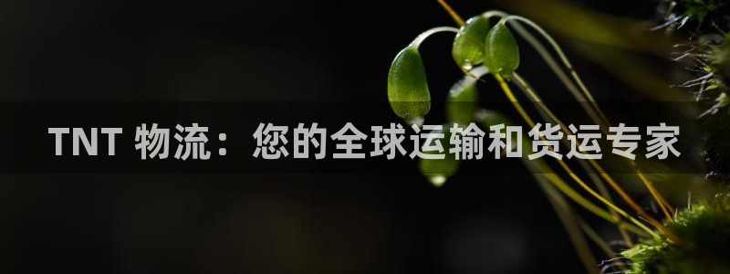 28圈口内径是多大：TNT 物流：您