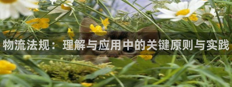 28圈为什么打不开：物流法规：理解与