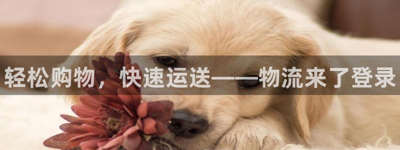 28圈加拿大6.0：轻松购物，快速运